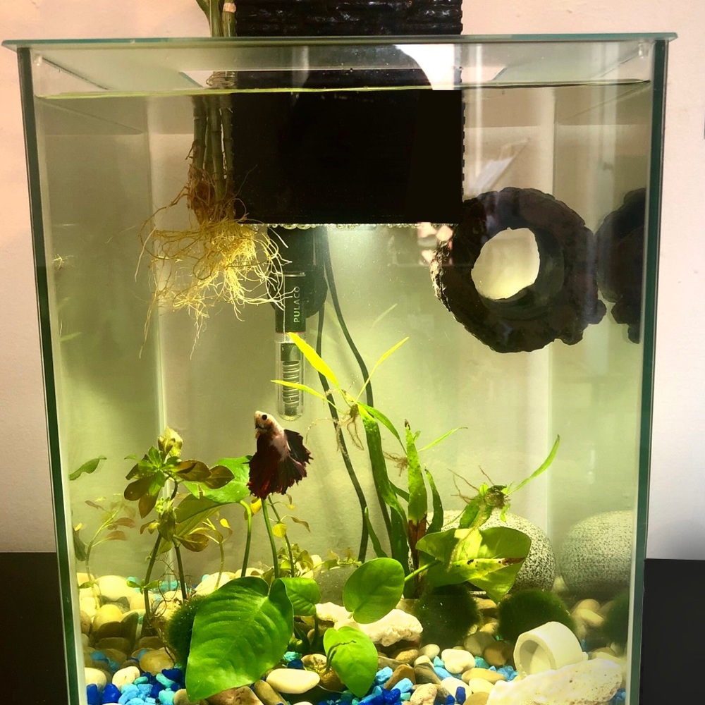 Fluval Chi fish tank 5 gallons